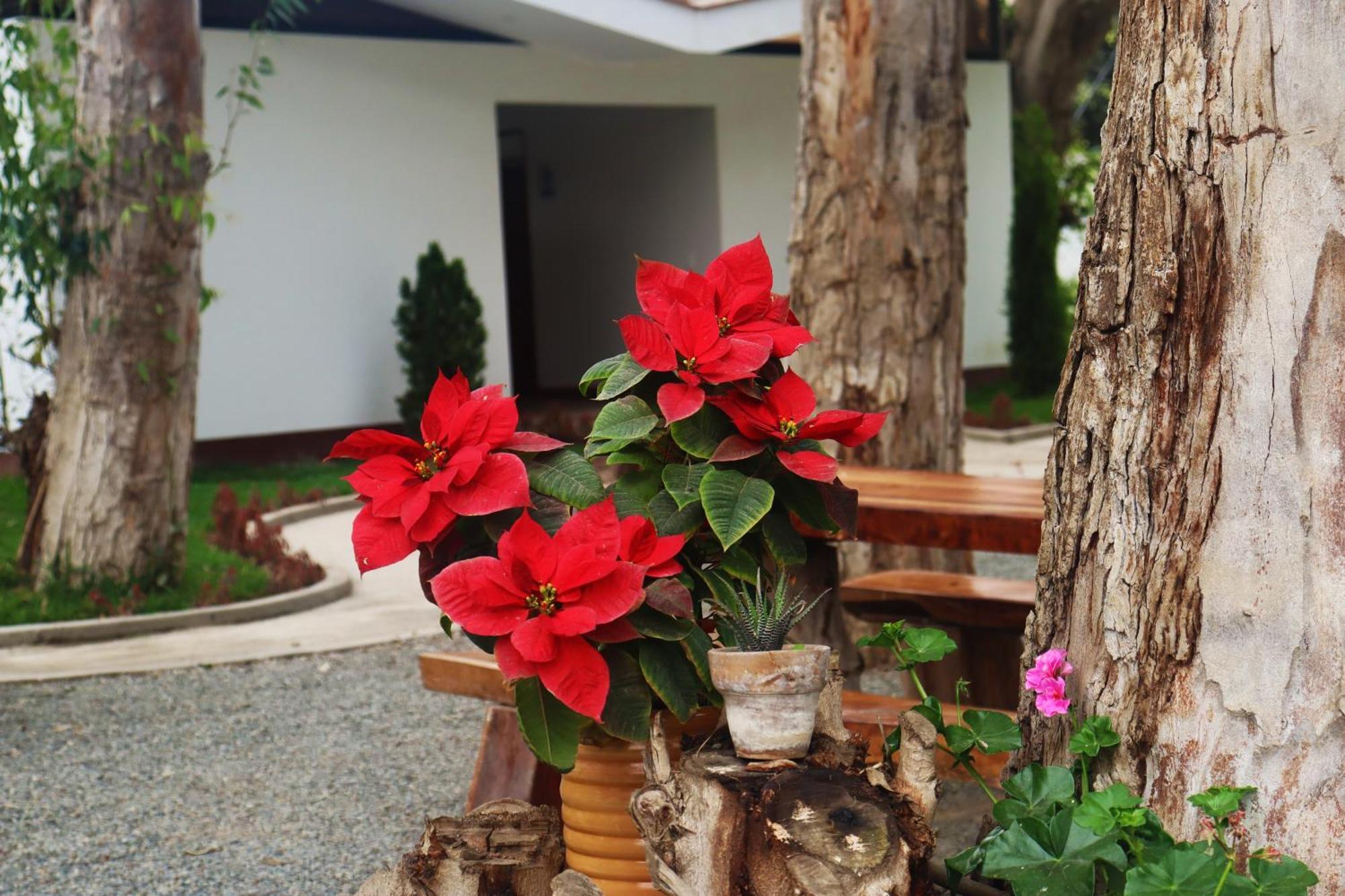 Los Andes - Restaurant & Bungalows سيينيغيلا المظهر الخارجي الصورة